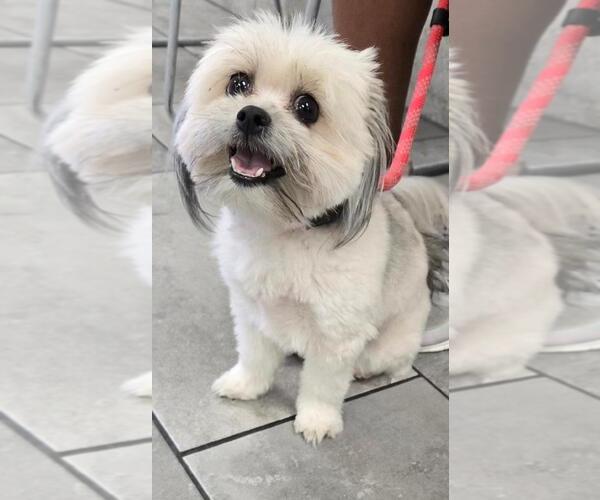 Medium Photo #1 Shih Tzu Puppy For Sale in San Antonio, TX, USA