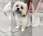 Small Shih Tzu