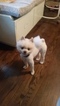 Small Photo #9 Pomeranian Puppy For Sale in INTERNATIONAL FALLS, MN, USA
