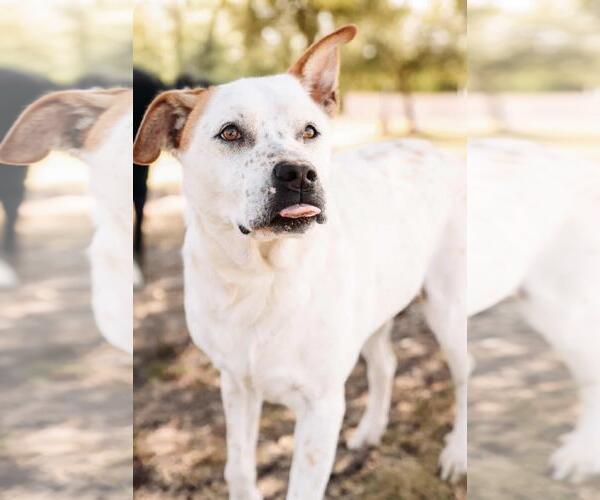 Medium Photo #22 Mutt Puppy For Sale in Rockwall, TX, USA