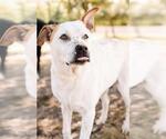 Small #21 Mutt