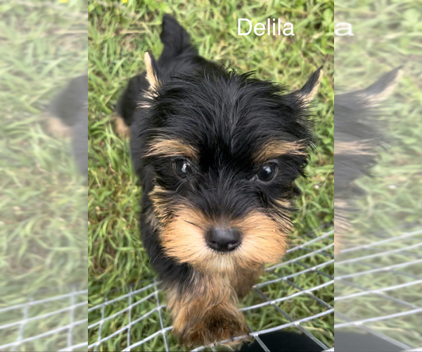 Medium Photo #4 Yorkshire Terrier Puppy For Sale in AZLE, TX, USA