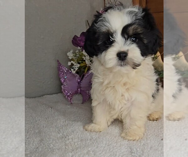 Medium Photo #4 Peke-A-Poo Puppy For Sale in JASONVILLE, IN, USA