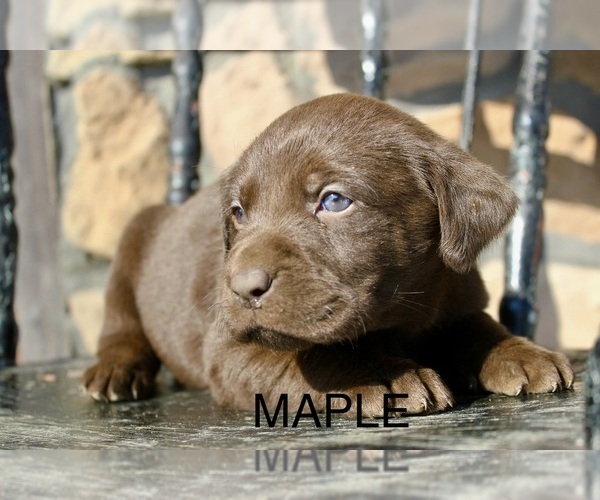 Medium Photo #4 Labrador Retriever Puppy For Sale in CAPON BRIDGE, WV, USA