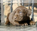 Small #3 Labrador Retriever