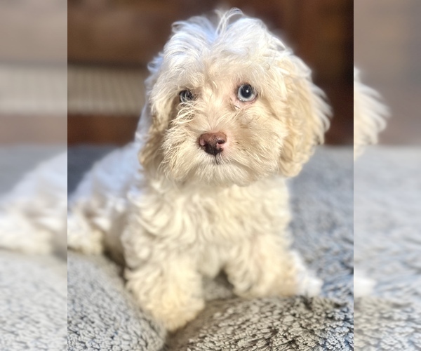 Medium Photo #1 Cavapoo Puppy For Sale in ORLANDO, FL, USA