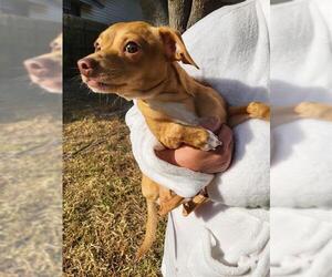 Chihuahua-Unknown Mix Dogs for adoption in San Antonio, TX, USA