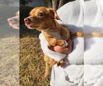 Small Chihuahua Mix
