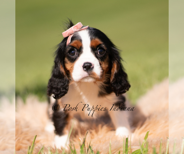 Medium Photo #2 Cavalier King Charles Spaniel Puppy For Sale in WARSAW, IN, USA
