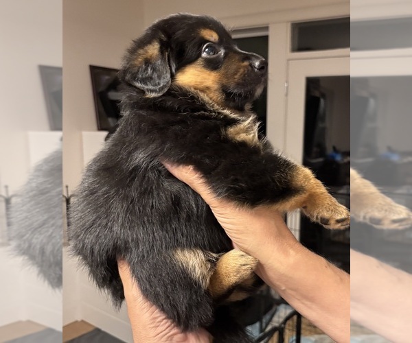 Medium Photo #4 Bernedoodle-German Shepherd Dog Mix Puppy For Sale in WOODLAND, WA, USA