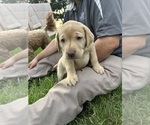 Small #6 Labrador Retriever