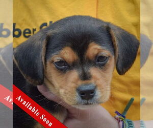 Beagle-Chihuahua Mix Dogs for adoption in Huntley, IL, USA
