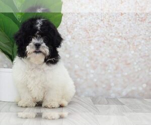 Shih-Poo Puppy for sale in MARIETTA, GA, USA