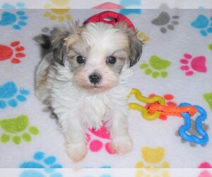 Morkie Puppy for sale in ORO VALLEY, AZ, USA