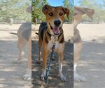 Small Photo #3 American Foxhound-Unknown Mix Puppy For Sale in Apple Valley, CA, USA