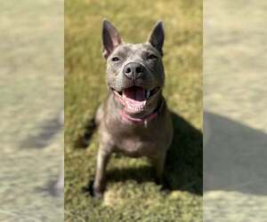 Gimlet - Female Mutt Dog for Adoption - Photo #4
