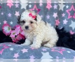 Small Photo #7 Maltipoo Puppy For Sale in LAKELAND, FL, USA