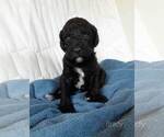 Small Photo #24 Labradoodle-Poodle (Standard) Mix Puppy For Sale in GALION, OH, USA