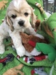 Small Photo #2 Cocker Spaniel Puppy For Sale in LAKELAND, FL, USA