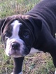 Small Photo #4 Olde English Bulldogge Puppy For Sale in CANYON LAKE, TX, USA