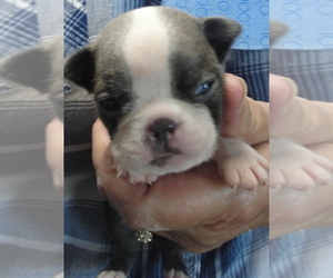 Boston Terrier Puppy for sale in WILSONVILLE, OR, USA