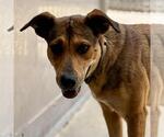 Small #1 German Shepherd Dog Mix
