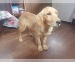 Small #3 Golden Retriever