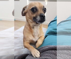 Chiweenie Dogs for adoption in San Francisco, CA, USA