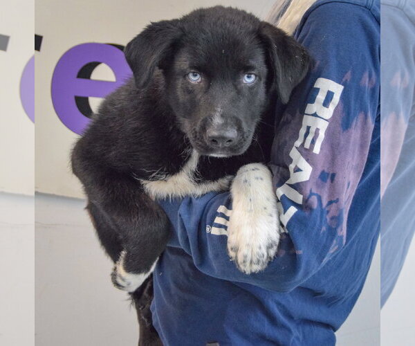 Medium Photo #3 Gerberian Shepsky Puppy For Sale in Huntley, IL, USA