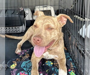 Labrador Retriever-Unknown Mix Dogs for adoption in Rockaway, NJ, USA