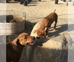 Small Photo #44 Rhodesian Ridgeback Puppy For Sale in MORONGO VALLEY, CA, USA