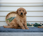 Puppy Missy Golden Retriever