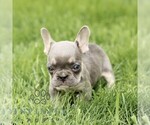 Image preview for Ad Listing. Nickname: Karilon