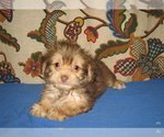 Image preview for Ad Listing. Nickname: Sable Gold Boy