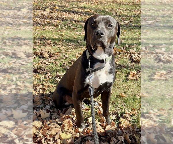 Medium Photo #3 Labbe Puppy For Sale in Brewster, NY, USA