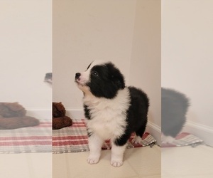 Border Collie Puppy for sale in NORRIS CITY, IL, USA