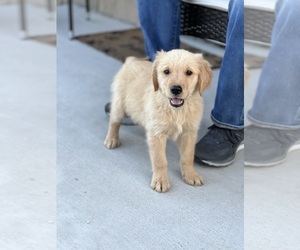 Golden Retriever Dog for Adoption in BEECH GROVE, Indiana USA