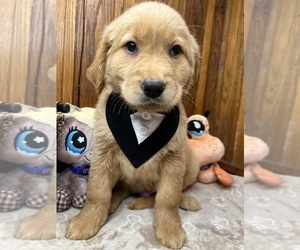 Golden Retriever Puppy for sale in NEOLA, WV, USA