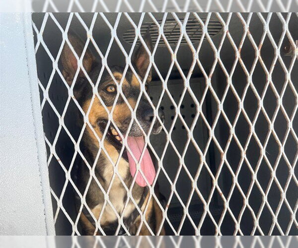 Medium Photo #1 German Shepherd Dog-Unknown Mix Puppy For Sale in Downey, CA, USA