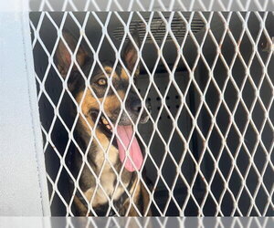 German Shepherd Dog-Unknown Mix Dogs for adoption in Downey, CA, USA