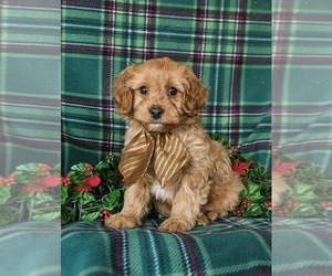 Cavapoo Puppy for sale in NOTTINGHAM, PA, USA