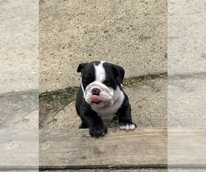Medium English Bulldog