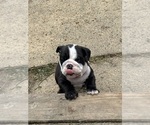 Puppy Puppy 4 English Bulldog