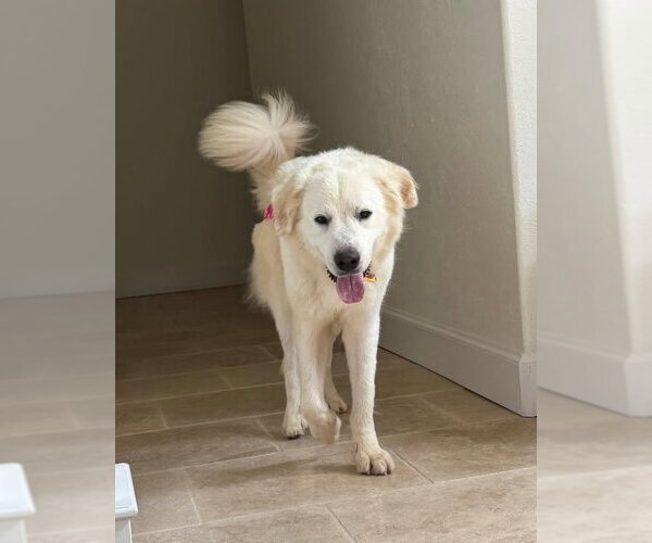 Medium Photo #4 Great Pyrenees Puppy For Sale in Dallas, TX, USA