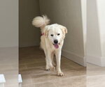 Small #3 Great Pyrenees