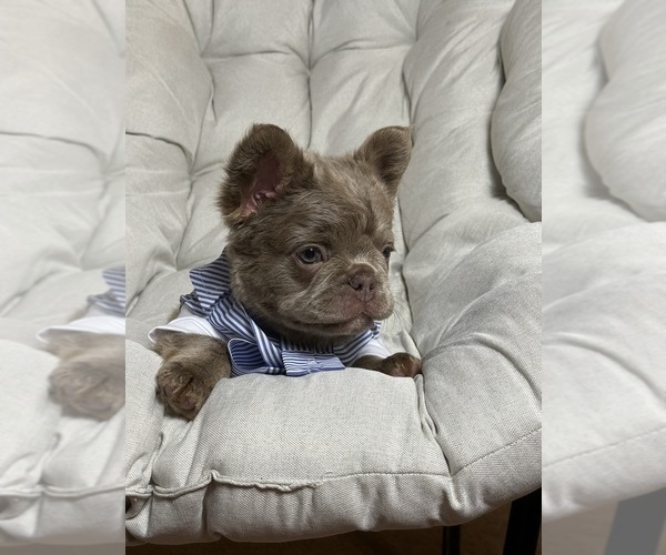 Medium Photo #4 French Bulldog Puppy For Sale in MC GRAW, NY, USA
