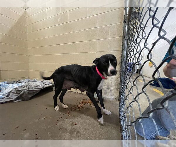 Medium Photo #1 American Pit Bull Terrier-Unknown Mix Puppy For Sale in Waco, TX, USA