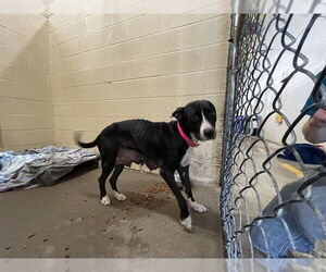 American Pit Bull Terrier-Unknown Mix Dogs for adoption in Waco, TX, USA