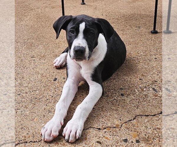 Medium Photo #1 Labrador Retriever-Unknown Mix Puppy For Sale in Sterling, MA, USA