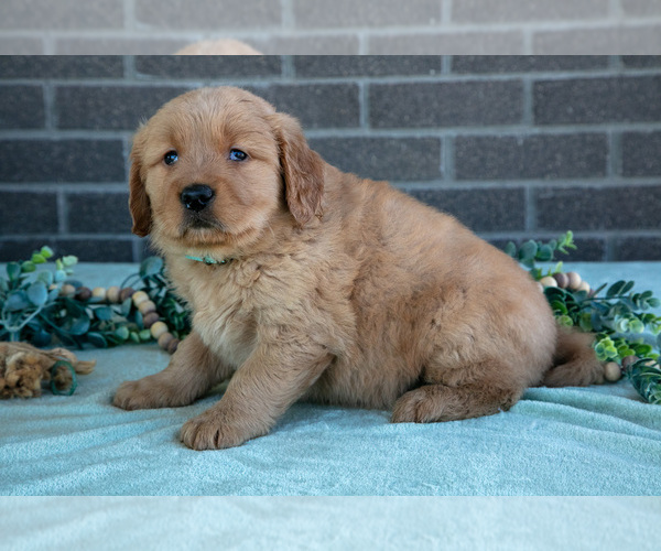 Medium Photo #1 Golden Retriever Puppy For Sale in MILLERSBURG, OH, USA